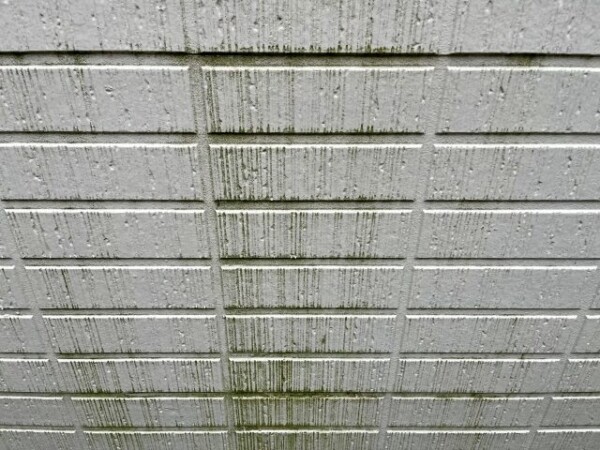 外壁にコケが！もしかしたら危険のサインかも？|木更津市・君津市・袖ヶ浦市の外壁塗装専門店サムネイル