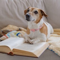 ペットがいる家庭向け：袖ヶ浦で冬の塗料の臭い対策と換気ガイド。| 木更津市・君津市・袖ヶ浦市の外壁塗装専門店サムネイル